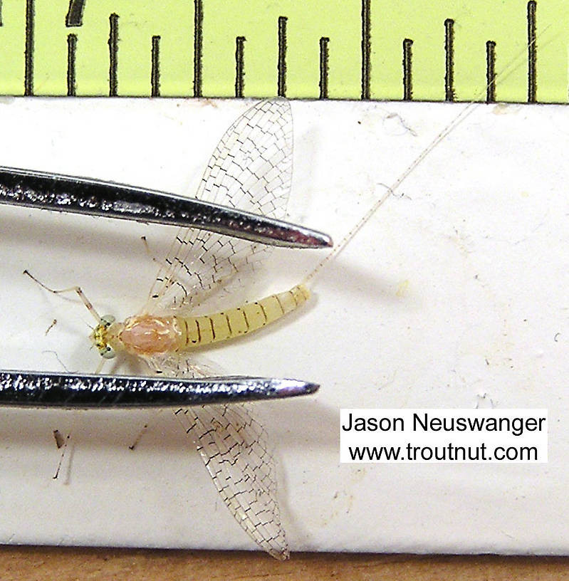 Female Maccaffertium modestum (Cream Cahill) Mayfly Spinner from unknown in Wisconsin
