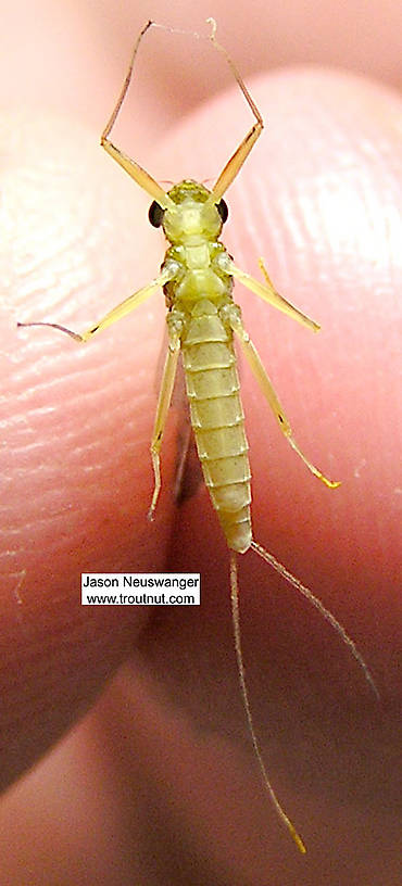 Female Leucrocuta hebe (Little Yellow Quill) Mayfly Dun from the Beaverkill River in New York