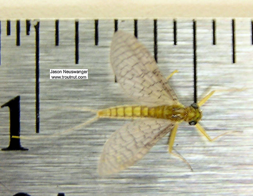 Female Leucrocuta hebe (Little Yellow Quill) Mayfly Dun from the Beaverkill River in New York