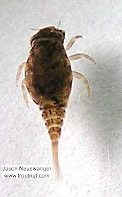 Baetisca laurentina (Armored Mayfly) Mayfly Nymph from unknown in Wisconsin