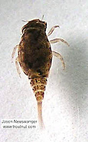 Baetisca laurentina (Armored Mayfly) Mayfly Nymph