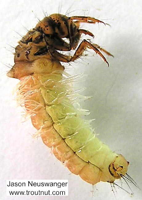 Limnephilus (Summer Flier Sedges) Caddisfly Larva from unknown in Wisconsin