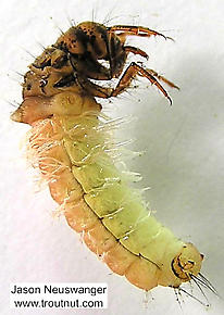 Limnephilus (Summer Flier Sedges) Caddisfly Larva