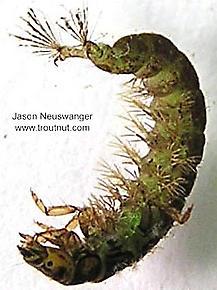 Hydropsychidae  Caddisfly Larva