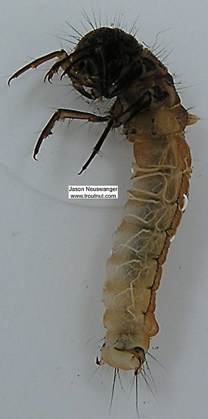 Limnephilidae (Northern Caddisflies) Caddisfly Larva from unknown in Wisconsin