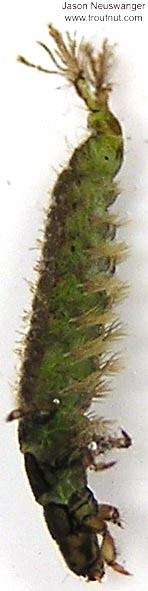 Hydropsychidae Caddisfly Larva from unknown in Wisconsin