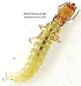 Dolophilodes distinctus (Tiny Black Gold Speckled-Winged Caddis) Caddisfly Larva