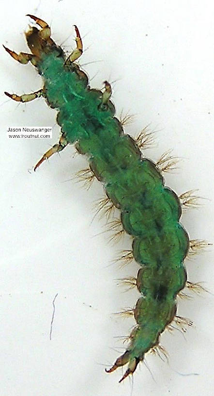 Rhyacophila brunnea (Green Sedge) Caddisfly Larva from unknown in Wisconsin