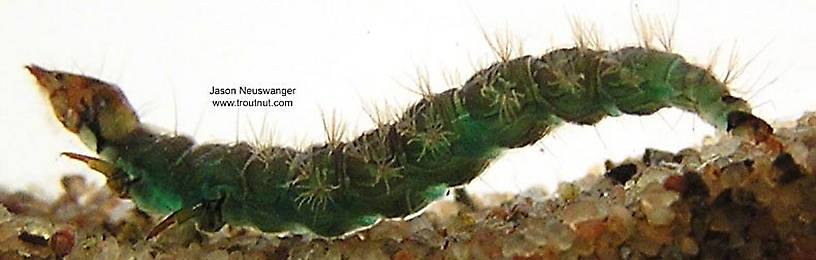 Rhyacophila brunnea (Green Sedge) Caddisfly Larva from unknown in Wisconsin