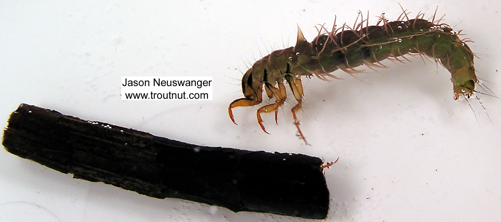 Phryganeidae Caddisfly Larva from unknown in Wisconsin
