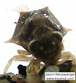 This picture shows the well-developed dorsal projections on the mesonotal shield characteristic of both Baetisca obesa and Baetisca laurentina.  Baetisca laurentina (Armored Mayfly) Mayfly Nymph from the Namekagon River in Wisconsin