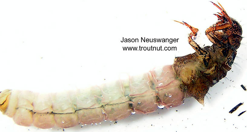 Limnephilidae (Northern Caddisflies) Caddisfly Larva from unknown in Wisconsin