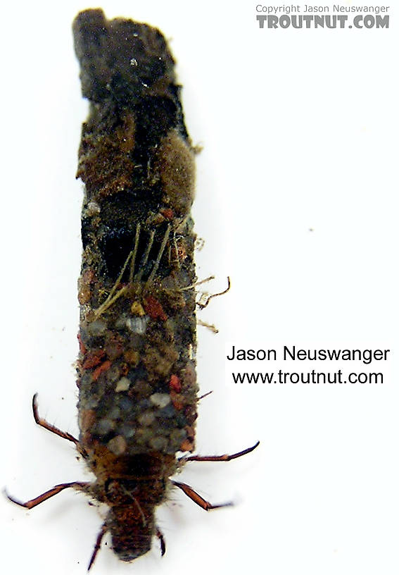 Onocosmoecus unicolor (Great Late-Summer Sedge) Caddisfly Larva from unknown in Wisconsin