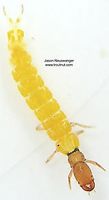 Chimarra (Little Black Sedges) Caddisfly Larva