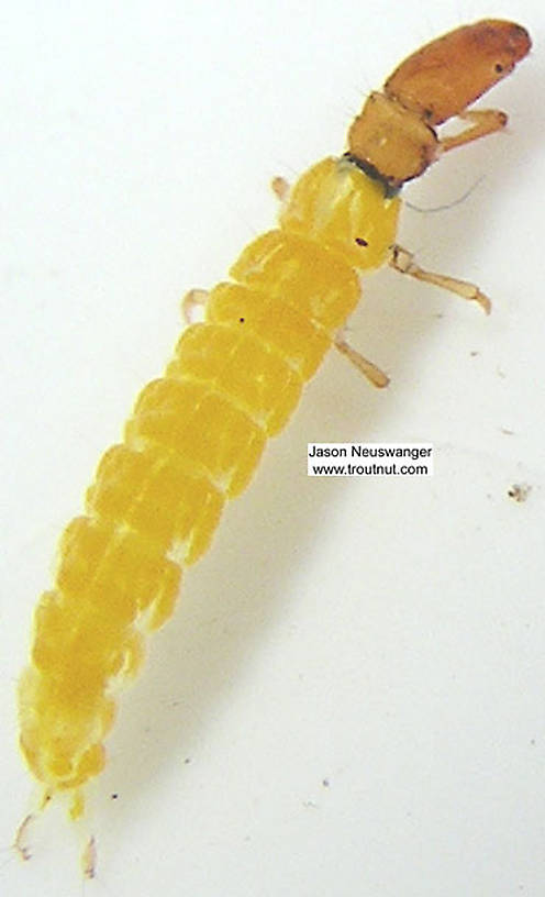 Chimarra (Little Black Sedges) Caddisfly Larva from unknown in Wisconsin