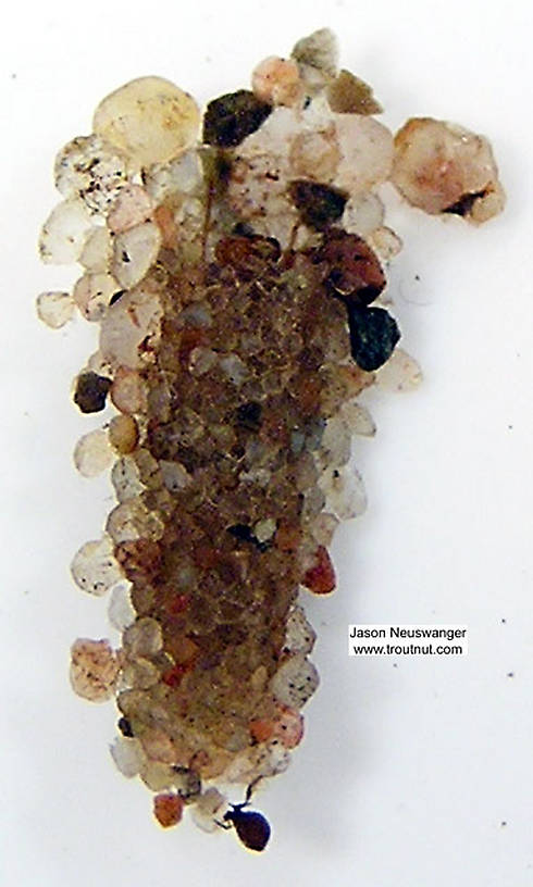 Molanna (Gray Checkered Sedges) Caddisfly Larva from unknown in Wisconsin