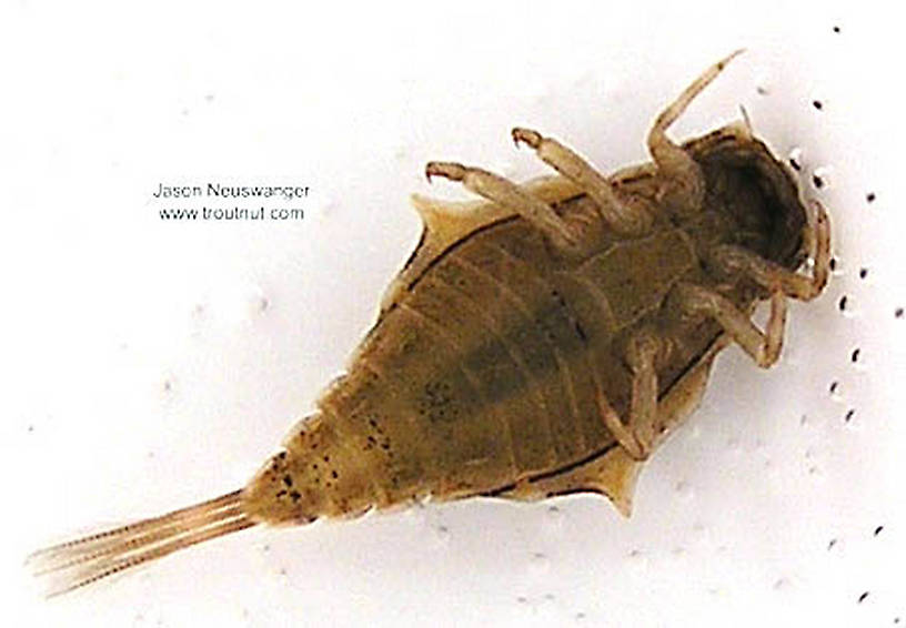 This picture shows very well the dark outline on the ventral margin of the mesonotal shield which is a key feature of B. laurentina.  Baetisca laurentina (Armored Mayfly) Mayfly Nymph from the Namekagon River in Wisconsin