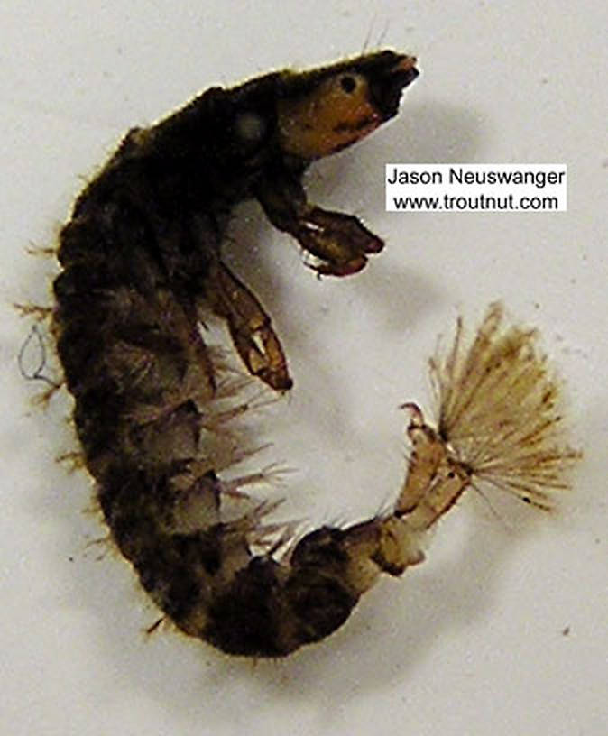Hydropsychidae Caddisfly Larva from unknown in Wisconsin