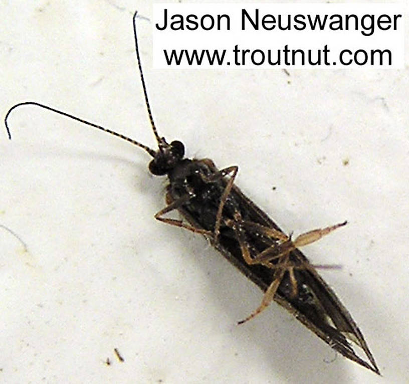 Female Trichoptera (Caddisflies) Caddisfly Adult from unknown in Wisconsin