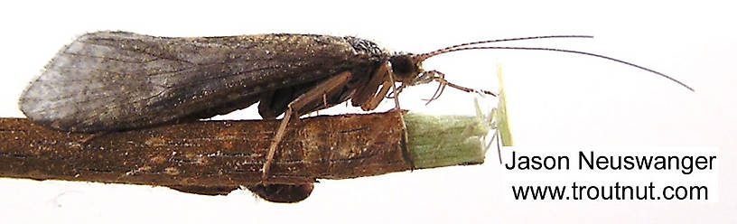 Female Hydropsyche (Spotted Sedges) Caddisfly Adult from unknown in Wisconsin