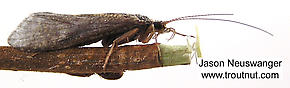 Female Hydropsyche (Spotted Sedges) Caddisfly Adult