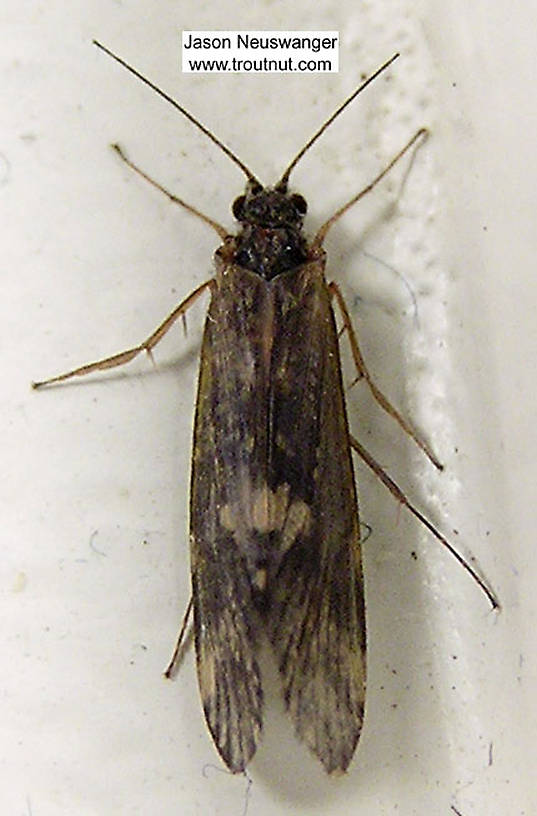 Female Cheumatopsyche (Little Sister Sedges) Caddisfly Adult from unknown in Wisconsin