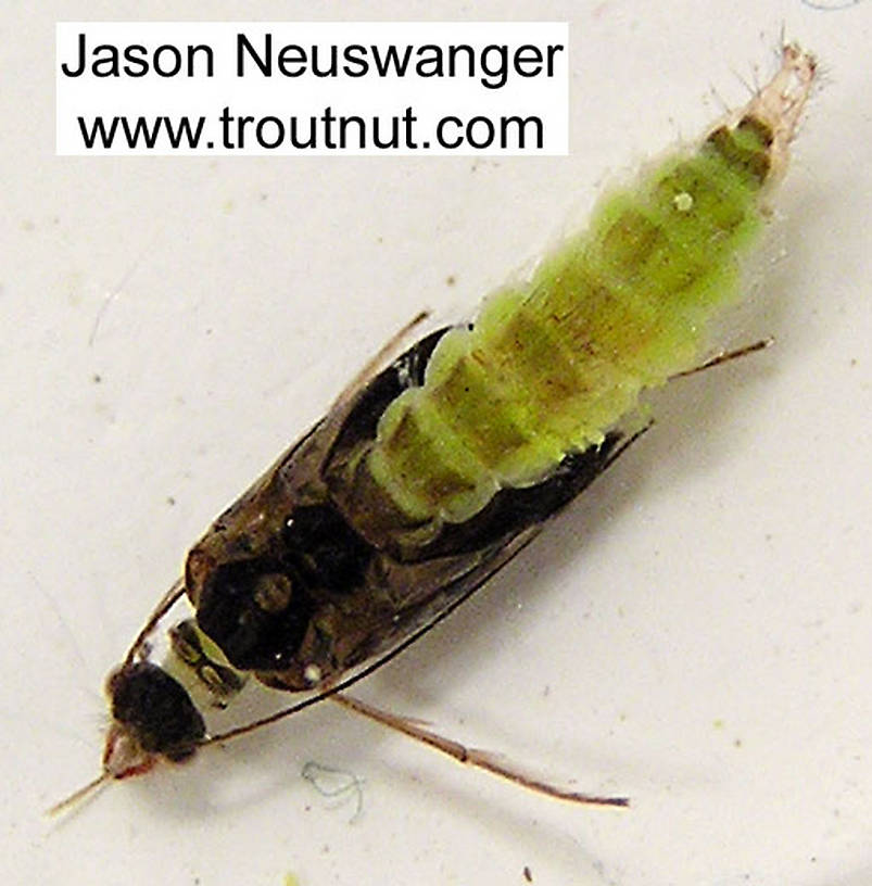 Cheumatopsyche (Little Sister Sedges) Caddisfly Pupa from the Namekagon River in Wisconsin