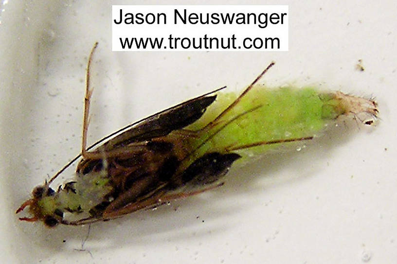 Cheumatopsyche (Little Sister Sedges) Caddisfly Pupa from the Namekagon River in Wisconsin