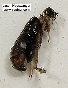 Trichoptera (Caddisflies) Insect Pupa