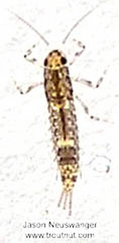 Baetidae (Blue-Winged Olives) Mayfly Nymph from the Namekagon River in Wisconsin