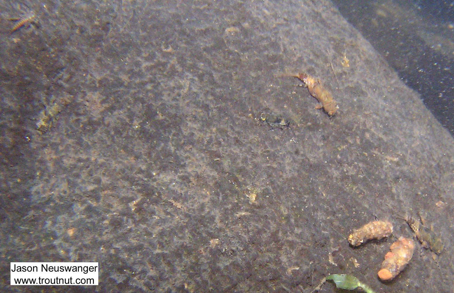 In this picture: Insect Order Trichoptera (Caddisflies) and Mayfly Species Ephemerella subvaria (Hendrickson). From the Namekagon River in Wisconsin.