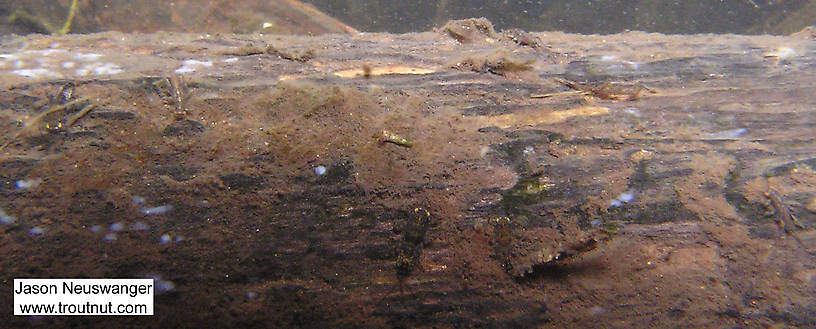 The mayfly and stonefly nymphs in this picture blend in extremely well.  In this picture: Mayfly Species Ephemerella invaria (Sulphur Dun) and Insect Order Plecoptera (Stoneflies). From the Namekagon River in Wisconsin.