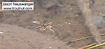 A water boatman flees the camera.  In this picture: True Bug Family Corixidae (Water Boatmen). From the Namekagon River in Wisconsin.