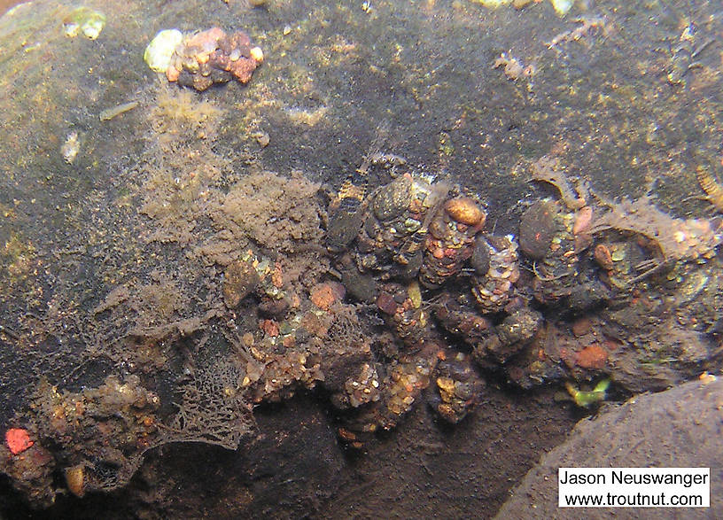 There are several species of caddisfly larvae and Ephemerella nymphs on this rock.  In this picture: Insect Order Trichoptera (Caddisflies) and Mayfly Species Ephemerella subvaria (Hendrickson). From the Namekagon River in Wisconsin.
