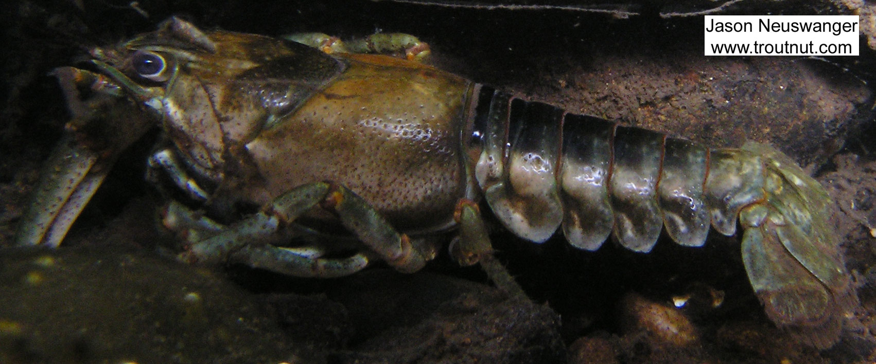 A big crayfish lurks under a log.  In this picture: Arthropod Order Decapoda (Crayfish). From the Namekagon River in Wisconsin.
