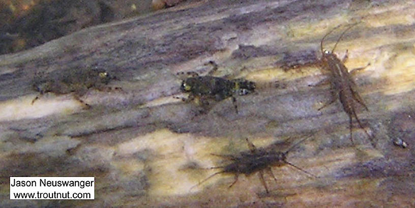 Two Ephemerella mayfly nymphs share a piece of wood with two Taeniopterygidae stonefly nymphs.  In this picture: Mayfly Genus Ephemerella (Hendricksons, Sulphurs, PMDs) and Stonefly Family Taeniopterygidae (Willowflies). From the Namekagon River in Wisconsin.