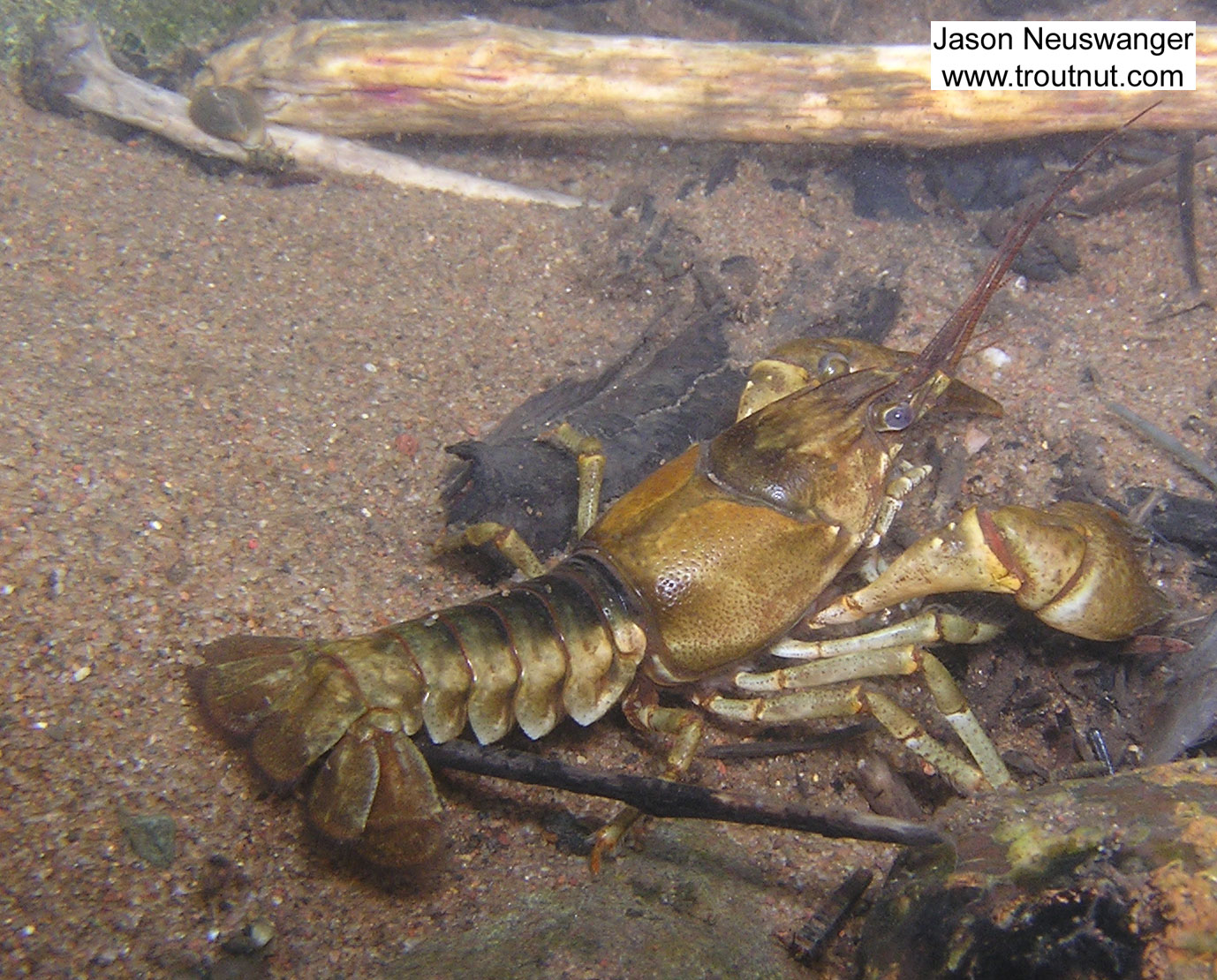 In this picture: Arthropod Order Decapoda (Crayfish). From the Namekagon River in Wisconsin.