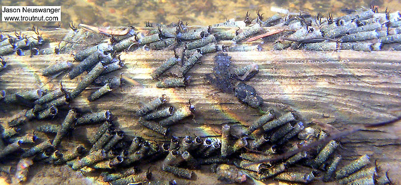 Hundreds of cased caddisfly larvae live on this log in a small brook trout stream.  In this picture: Insect Order Trichoptera (Caddisflies). From Eighteenmile Creek in Wisconsin.