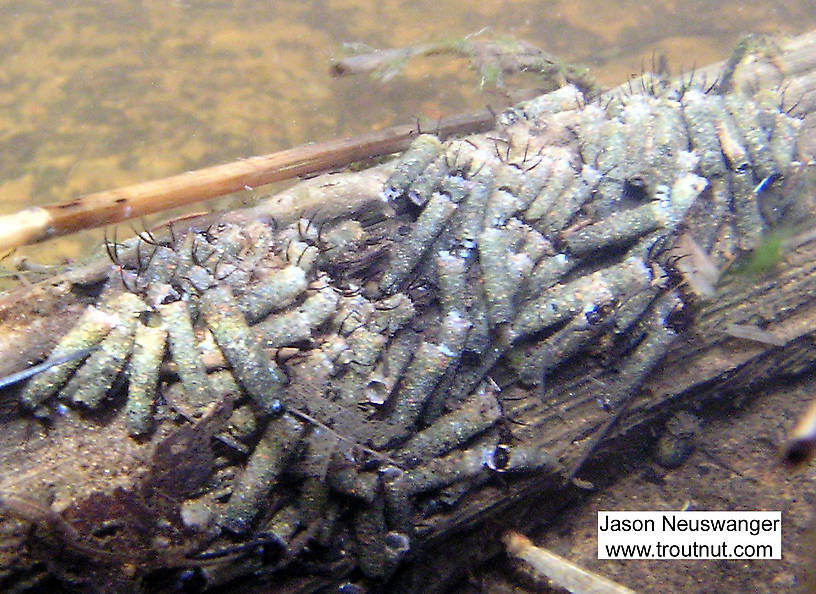 In this picture: Insect Order Trichoptera (Caddisflies). From Eighteenmile Creek in Wisconsin.