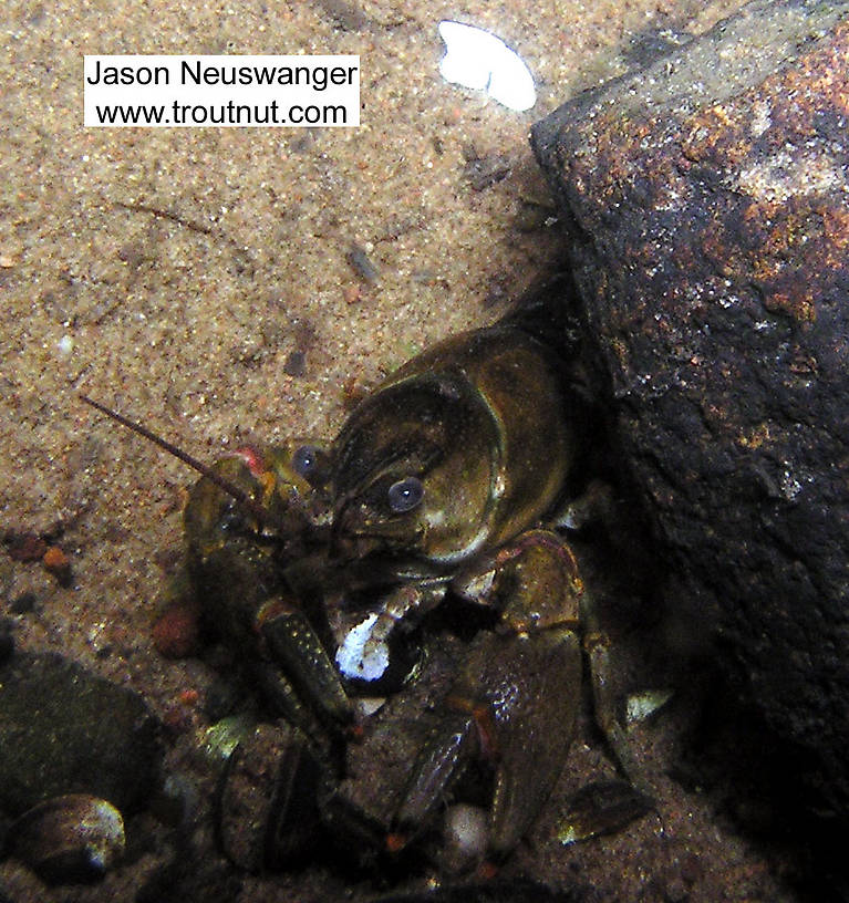 A crayfish munches on an unidentified white thing.  In this picture: Arthropod Order Decapoda (Crayfish). From the Namekagon River in Wisconsin.