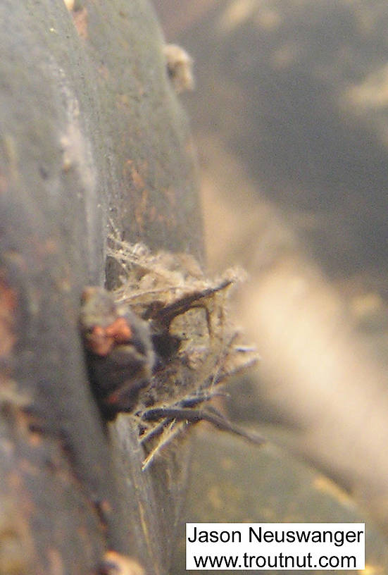 Here's a view through the stationary den of a type of netspinning caddisfly larva.  In this picture: Insect Order Trichoptera (Caddisflies). From the Namekagon River in Wisconsin.