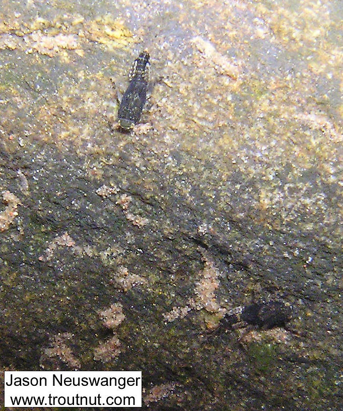 In this picture: Mayfly Species Ephemerella subvaria (Hendrickson). From the Namekagon River in Wisconsin.
