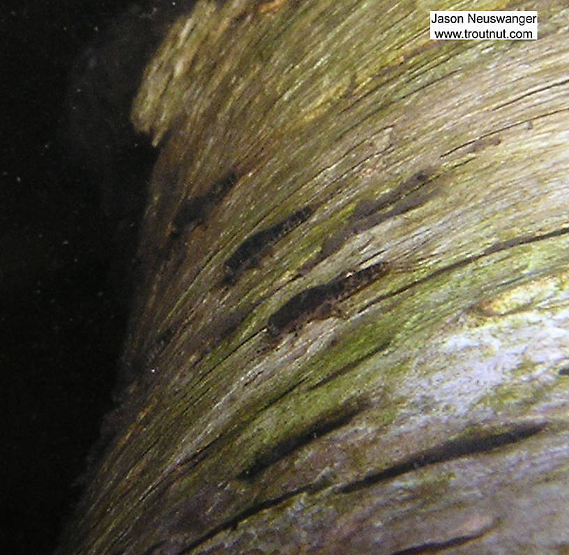 In this picture: Mayfly Genus Ephemerella (Hendricksons, Sulphurs, PMDs). From the Namekagon River in Wisconsin.