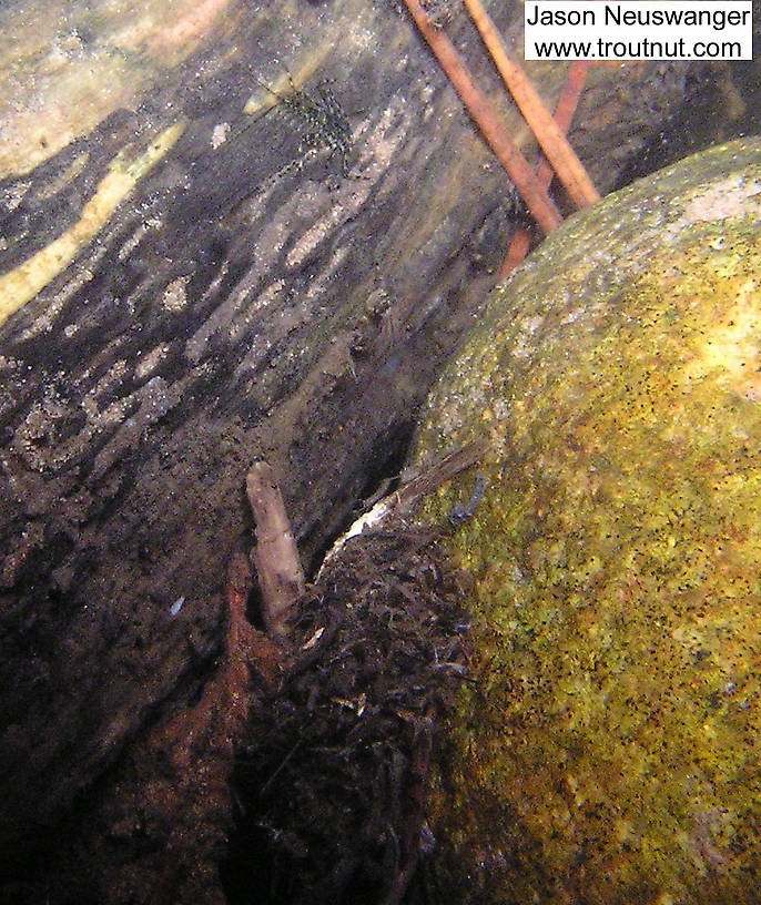 This is a pretty clear photo of an Epeorus nymph clinging flat against a log. The big mound of debris on the bottom center of the picture, attached to the light rock, is a structure that's been puzzling me. I've found several in one section of the river. It's big, like 2 inches long and maybe 1/2-3/4 inch wide/tall, and hollow, like some sort of coccoon or something. It's clearly a structure built by some sort of little creature, but I'm not sure what.  In this picture: Mayfly Genus Epeorus (Little Maryatts). From the Namekagon River in Wisconsin.