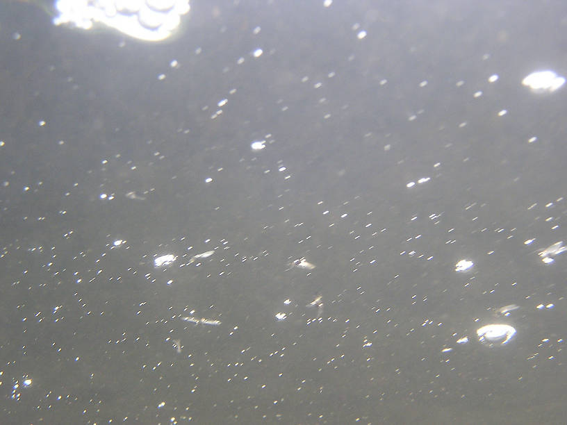 Here's the surface of the river viewed from below during a Tricorythodes spinner fall.  Several dead spinners are visible.  In this picture: Mayfly Genus Tricorythodes (Tricos). From the Namekagon River in Wisconsin.