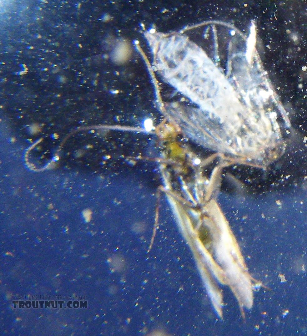 This Brachycentrus "Apple Caddis" struggled more than its kin in escaping its pupal skin, enabling me to take an underwater picture of it from directly below.  This is sort of a trout's eye view, but I used the flash for the picture so the transparent shuck appears far brighter than it really is.  In this picture: Caddisfly Species Brachycentrus appalachia (Apple Caddis). From the East Branch of the Delaware River in New York.