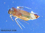 A Brachycentrus "Apple Caddis" pupa scoots around in the surface film.  Apparently it had some difficulty emerging, so I was able to slip my camera underneath it and take a picture from below.  In this picture: Caddisfly Species Brachycentrus appalachia (Apple Caddis). From the East Branch of the Delaware River in New York.
