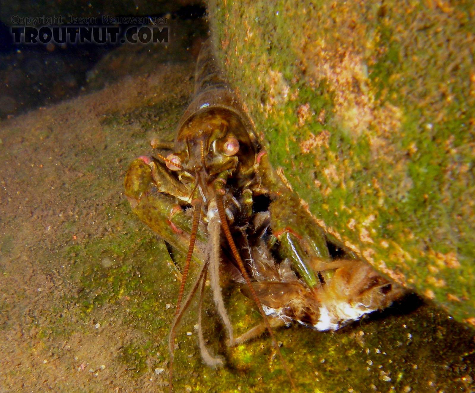 A crayfish chews on a Hexagenia limbata nymph shortly after a small Hex emergence.  I didn't catch any fish, but playing around with my flashlight and camera in the rocks proved productive.  In this picture: Arthropod Order Decapoda (Crayfish) and Mayfly Species Hexagenia limbata (Hex). From the Namekagon River in Wisconsin.