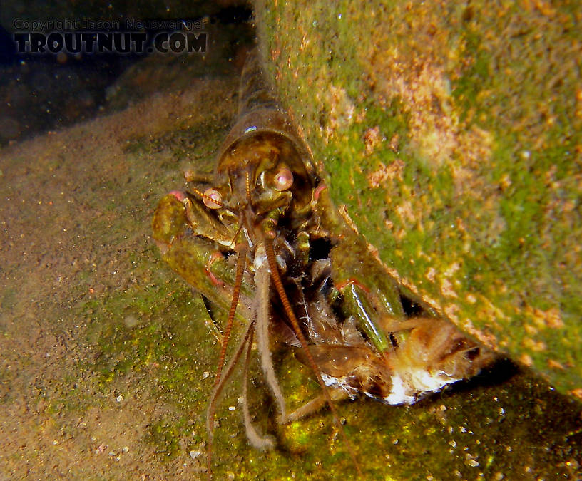 A crayfish chews on a Hexagenia limbata nymph shortly after a small Hex emergence.  I didn't catch any fish, but playing around with my flashlight and camera in the rocks proved productive.  In this picture: Arthropod Order Decapoda (Crayfish) and Mayfly Species Hexagenia limbata (Hex). From the Namekagon River in Wisconsin.