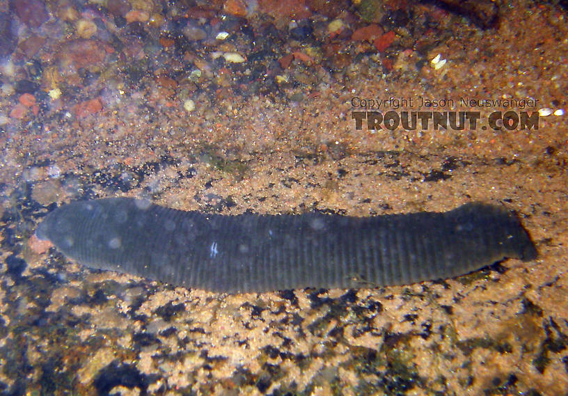 I spotted this very large leech freely tumbling, and occasionally stopping, along the bottom of a clear, cool trout stream.  I paid careful attention later and spotted two more like it, but this one was the largest -- probably over 7 inches stretched out.

There is one other picture of it.  In this picture: Animal Class Clitellata-Hirudinae (Leeches). From the Namekagon River in Wisconsin.
